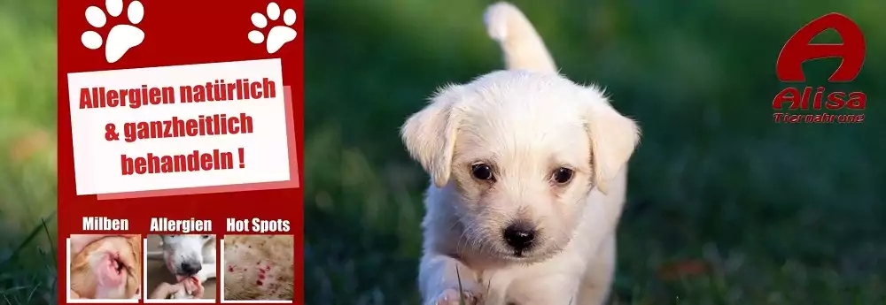 tierheilpraktiker behandelt ohne nebenwirkungen Allergie Hund und Katze dank bewährter Naturheilkunde tierheilpraktiker behandelt ohne nebenwirkungen Allergie Hund und Katze dank bewährter Naturheilkunde